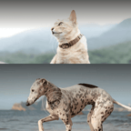 Buddies Pet GPS Tracker with AI Health Monitoring