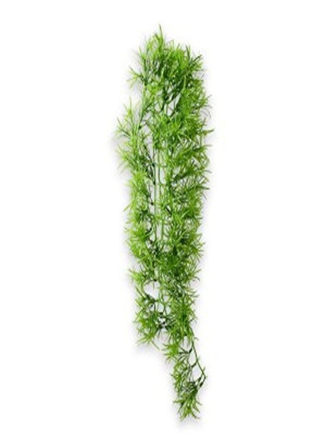 Climber Tropica