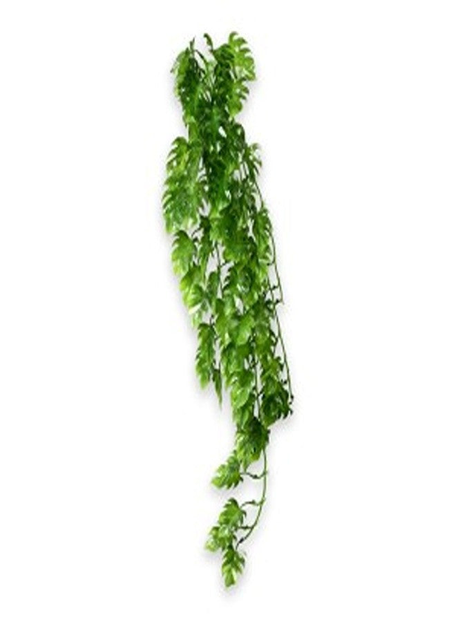 Climber Philo