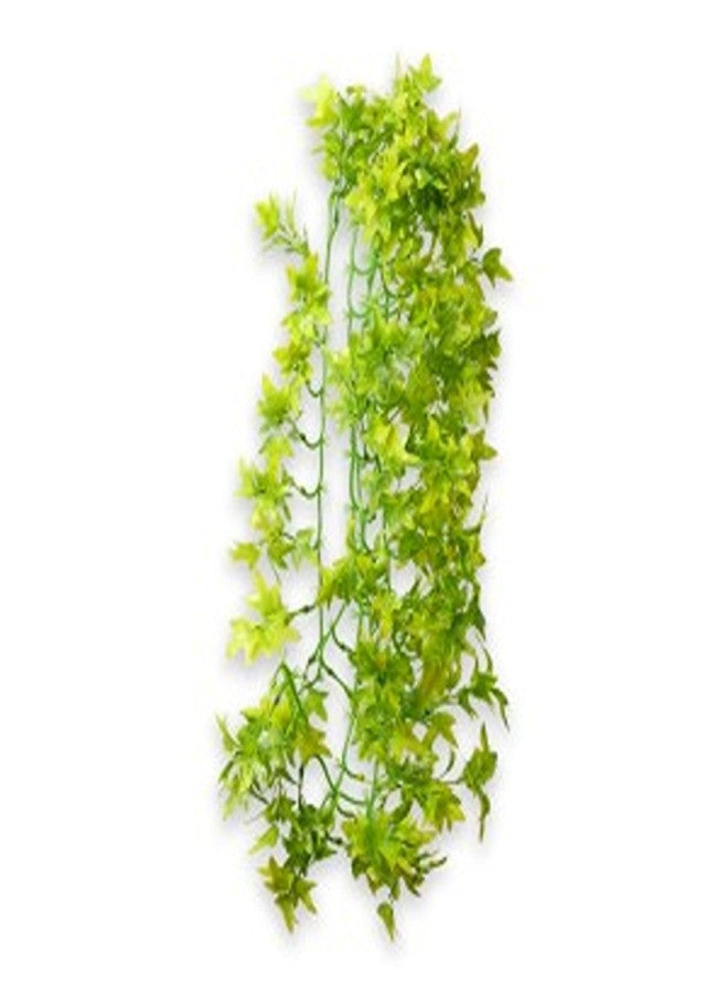 Climber Ivy