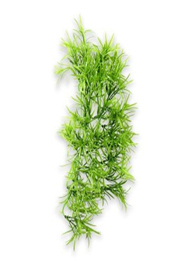 Climber Tropica
