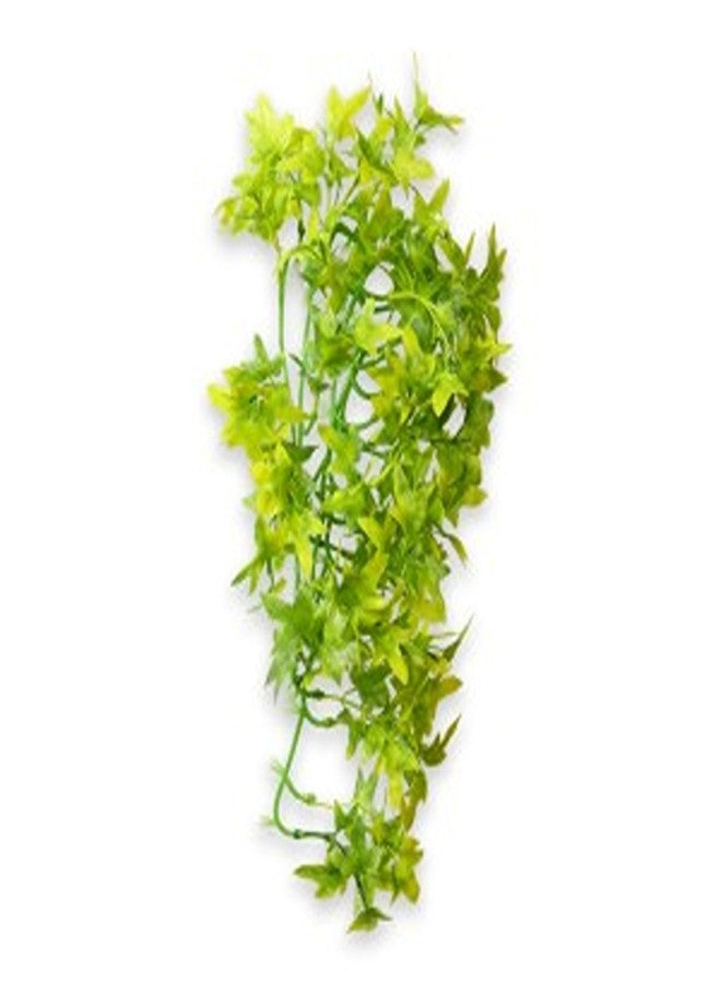 Climber Ivy