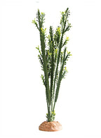 Euphorbia