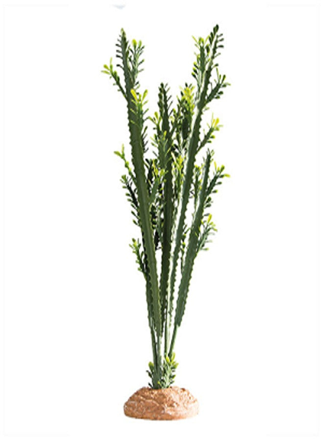 Euphorbia
