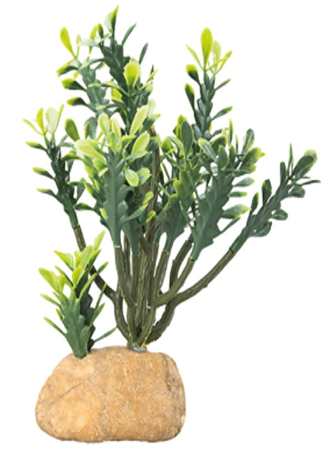 Euphorbia