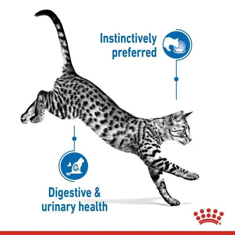 Royal Canin Indoor Sterilised In Jelly Adult Cat Wet Food - Pack of 12