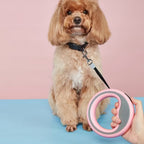 Cozy Paws Retractable Dog Leash With Circular Ring- 2.5m (Blue)