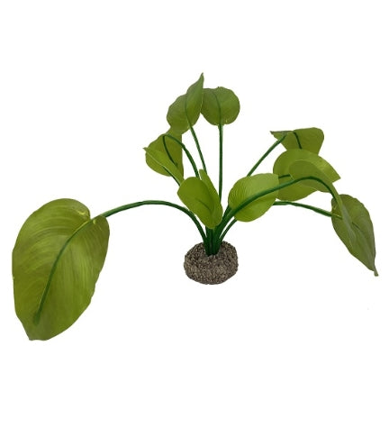 Aqua D'ella Anubias