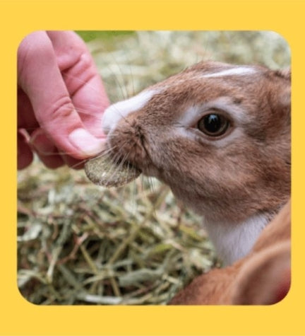Burgess Excel Forage & Feast Hay Bar Marigold Small Pet Treats 60G