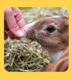 Burgess Excel Forage & Feast Hay Bar Marigold Small Pet Treats 60G