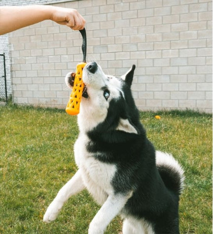 ebi Bite Me 'Crack Me Up' Stick Sensory Dog Toy