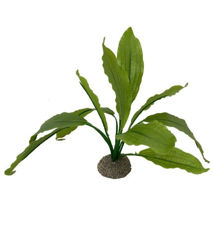 Aqua D'ella Echinodorus