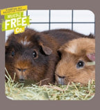 Burgess Excel Indoor Guinea Pig Nuggets