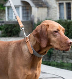 Mutts & Hounds Camello Leather & Grey Tweed Dog Collar