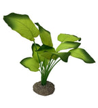 Aqua D'ella Anubias