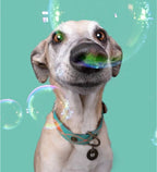 DWAM Janis Dog Collar