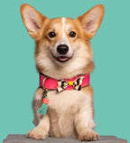 DWAM Blossom Dog Collar