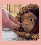 Burgess Excel Forage & Feast Hay Bar Rose Small Pet Treats 60G