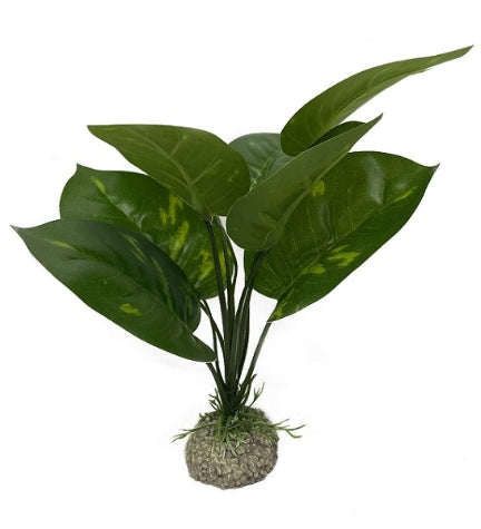 Aqua D'ella Anubias