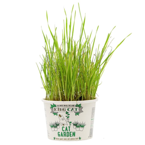 King Cat Garden Cat Grass 12G