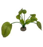 Aqua D'ella Anubias
