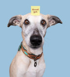 DWAM Joplin Dog Collar