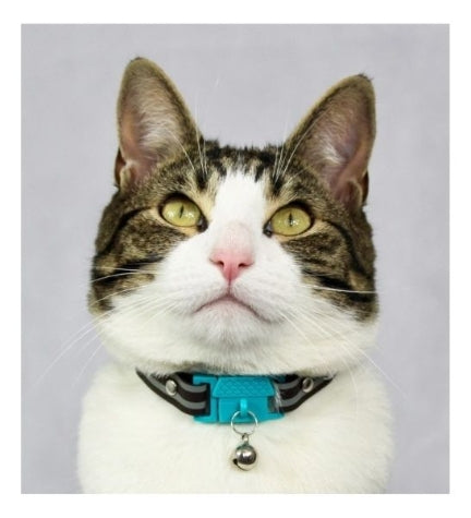 Kittyrama Havana Cat Collar