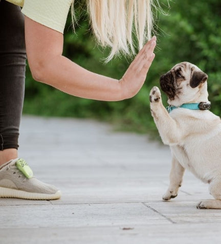 Tickless Mini Dog Ultrasonic Tick & Flea Repeller