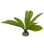 Aqua D'ella Echinodorus
