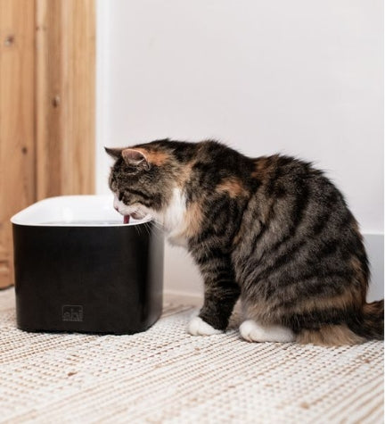 ebi Manoa Drinking Fountain for Dogs