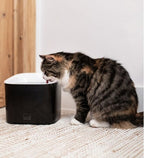 ebi Manoa Drinking Fountain for Dogs